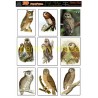 DS0715 OWLS 9 UP  min buy 5 can be cut out with nested dies