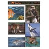 Australiana,South east Queensland,Kookaburra,whales,great barrie