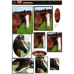 Brown Horse