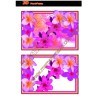 Pink Frangipani